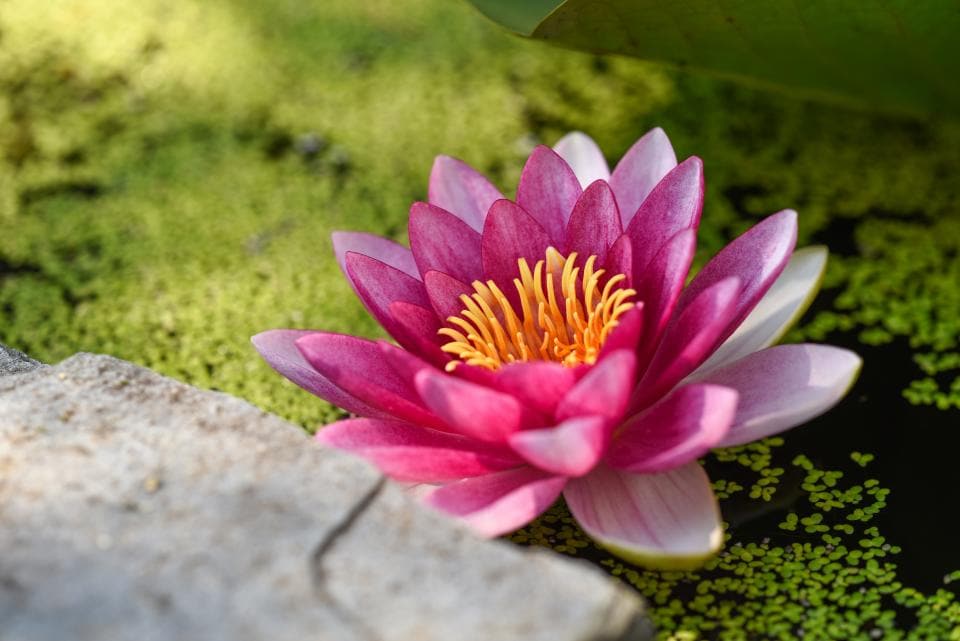 Blühende Wasserpflanze auf der Oberfläche eines Gartenteichs