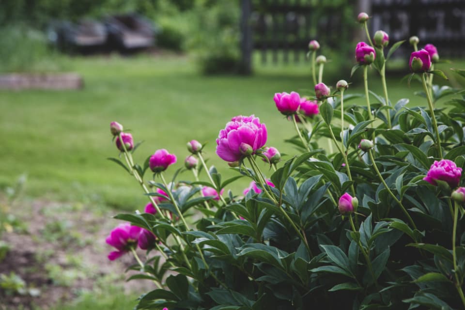 Blühendes Staudenbeet mit Pfingstrosen vor gepflegter Rasenfläche und Gartenzaun