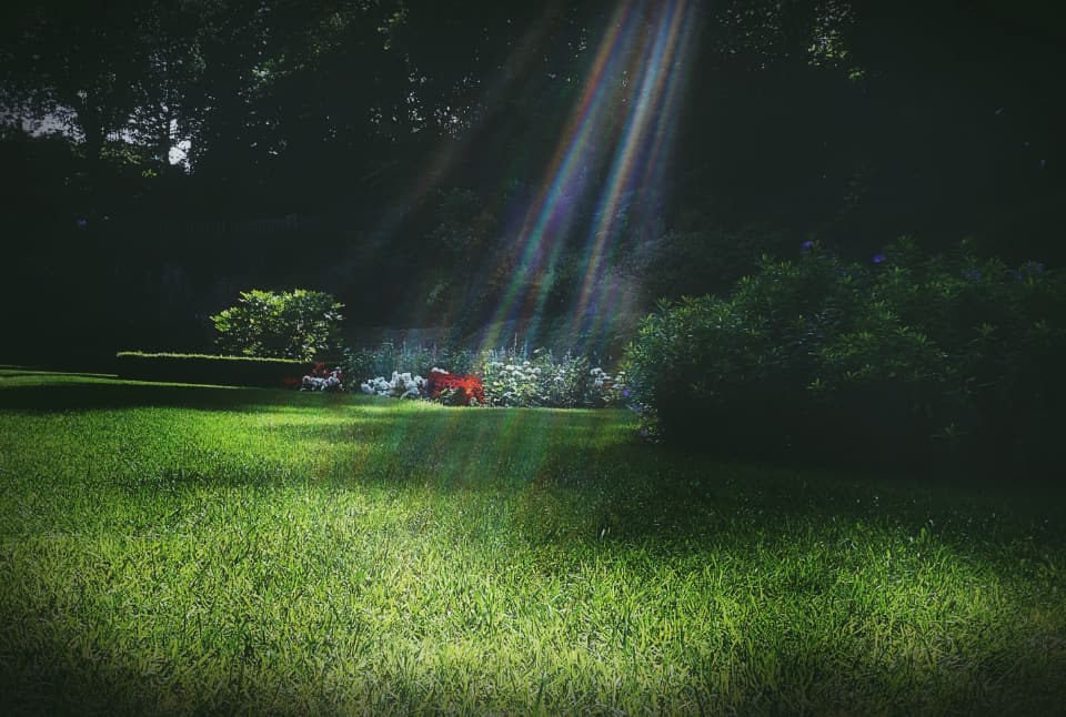 Dichte, sattgrüne Rasenfläche im Sonnenlicht mit angrenzendem Staudenbeet