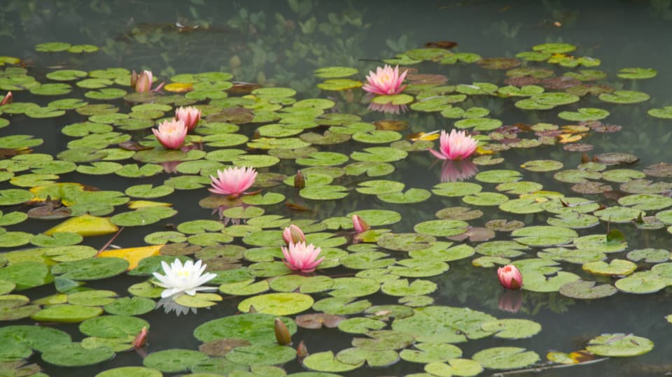 Neu angelegter Gartenteich mit blühenden Seerosen auf der Wasseroberfläche