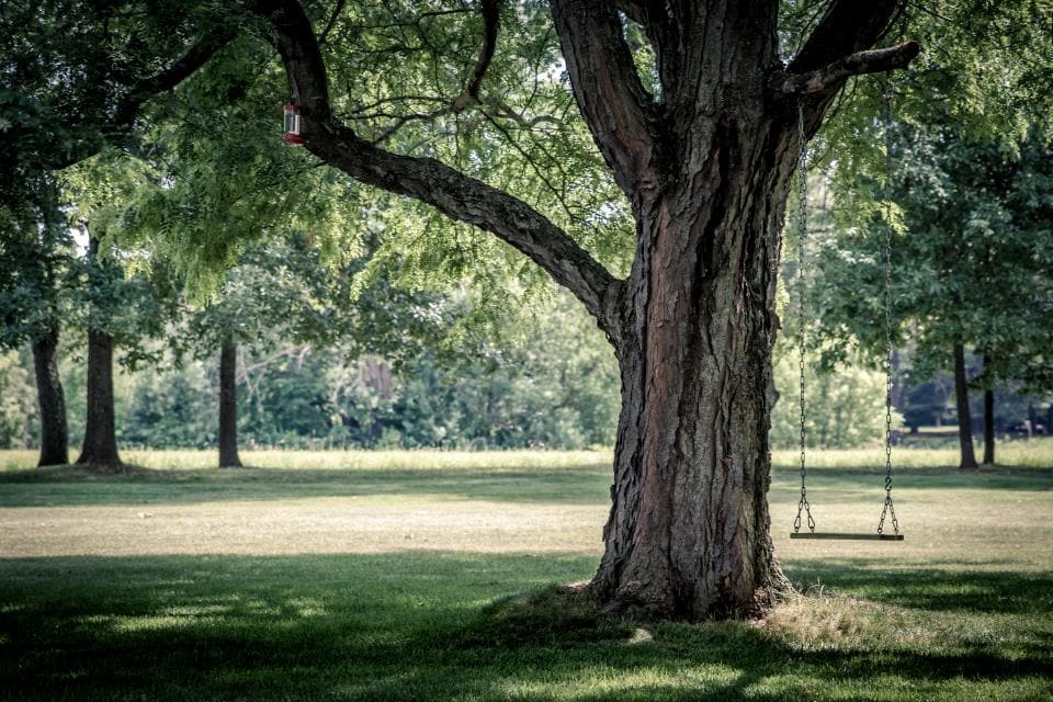 Schattige Gartenecke unter einem großen Baum mit Schaukel, direkt am Stammfuß dünne, lichte Rasennarbe